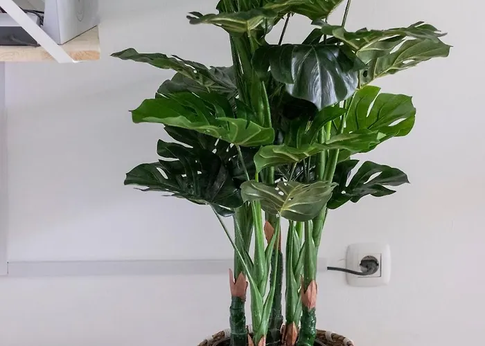 Atlantic Garden & Surf 166 アパート